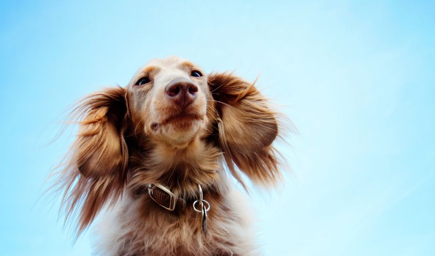 Top Tips for Choosing the Right Diet for American Hairless Terriers: A Comprehensive Guide